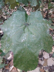 Pterospermum acerifolium