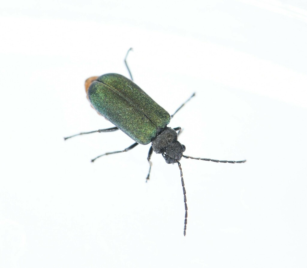 Apophylia miyamotoi