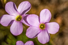Oxalis polyphylla pentaphylla