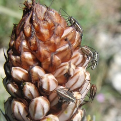 Horistus orientalis