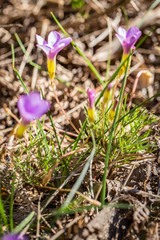 Oxalis polyphylla pentaphylla