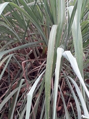 Cymbopogon nardus