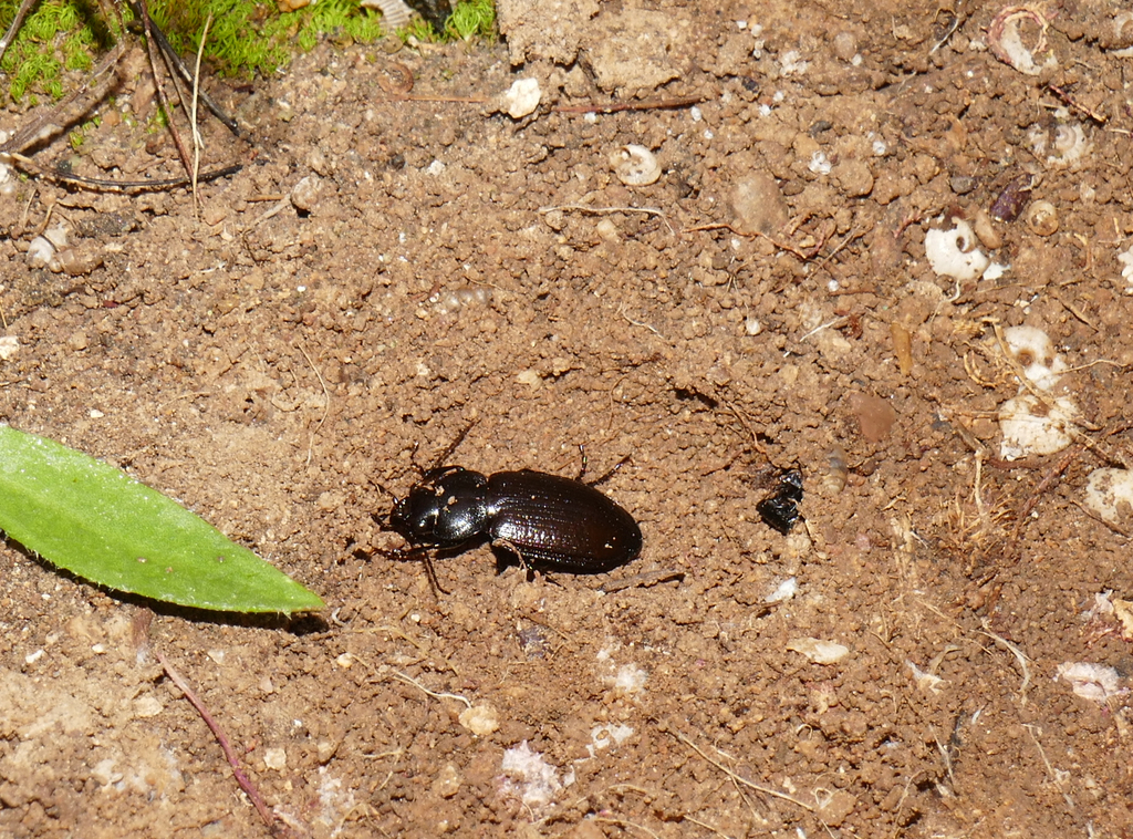 Licinus aegyptiacus