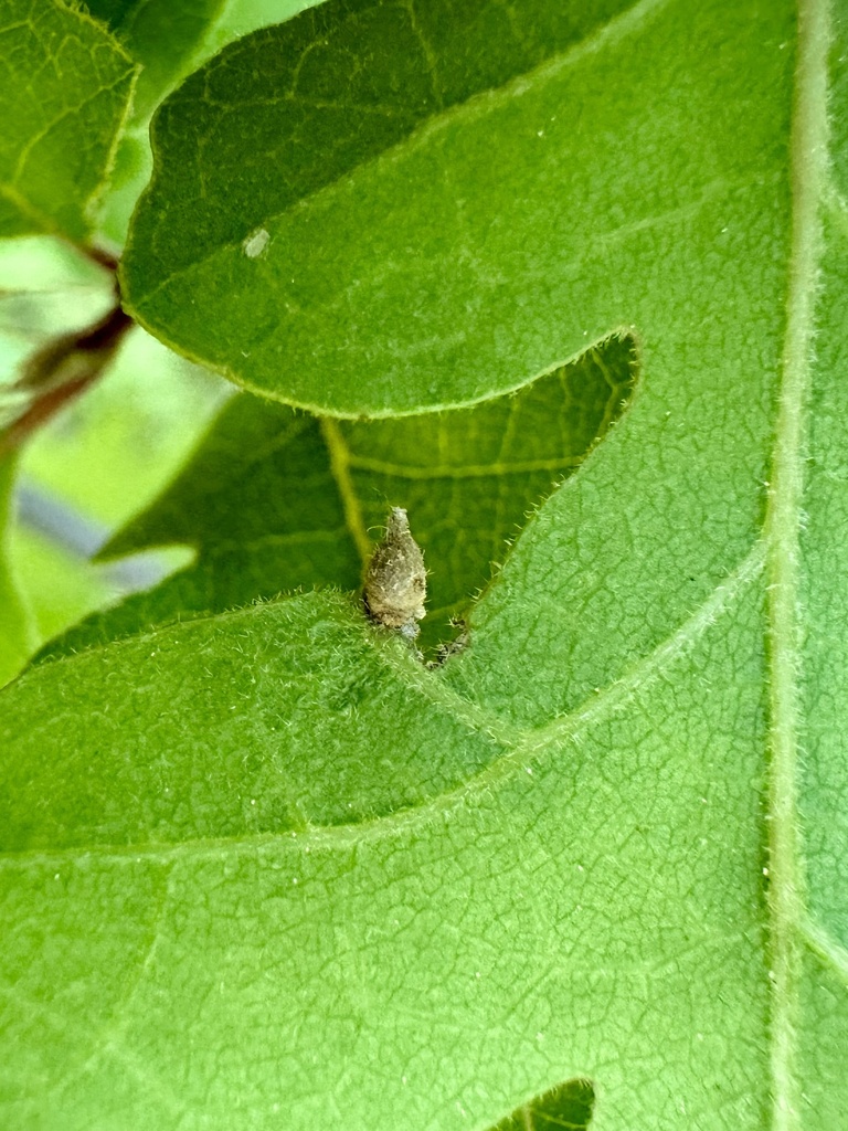 Red Cone Gall Wasp from Honey Run Rd, Chico, CA, US on April 21, 2024 ...