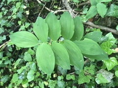 Polygonatum multiflorum