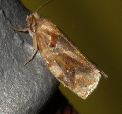 Archips xylosteana