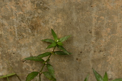 Spermacoce ocymoides