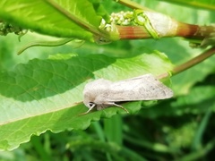 Orthosia gracilis
