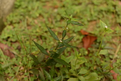 Spermacoce ocymoides