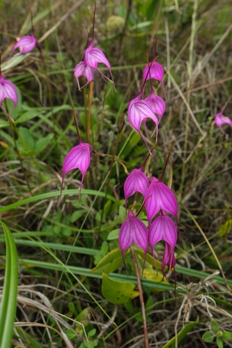 Amabilis Orchid