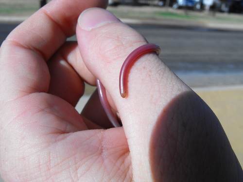 Photo of a Murchison Blind Snake (Anilios leptosoma)