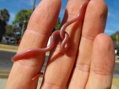 Murchison Blind Snake photo 2