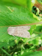 Orthosia gracilis