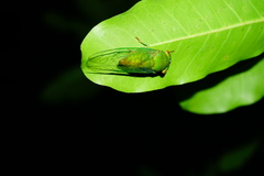 Chremistica ochracea