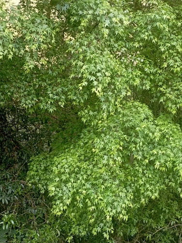 Image of Acer serrulatum by (c) jimmy, some rights reserved (CC BY)