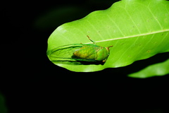 Chremistica ochracea