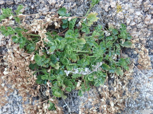 Image of Rock Mousetail (Ivesia saxosa) by (c) Cricket Raspet, some rights reserved (CC BY)