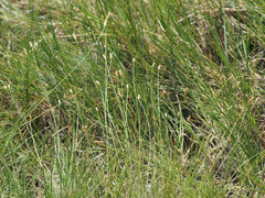 Fimbristylis polytrichoides