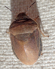 Eurygaster amerinda