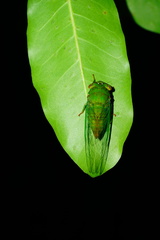 Chremistica ochracea