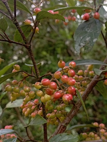 Image of Viburnum taitoense by (c) jimmy, some rights reserved (CC BY)