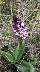 Orchis purpurea