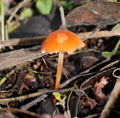 Marasmius elegans