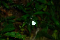 Leucauge blanda