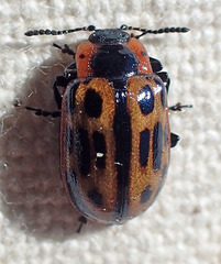Chrysomela confluens