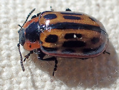 Chrysomela confluens