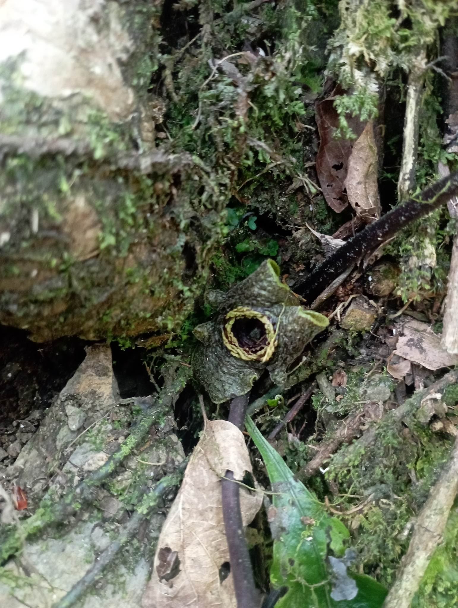 Asarum ampulliflorum