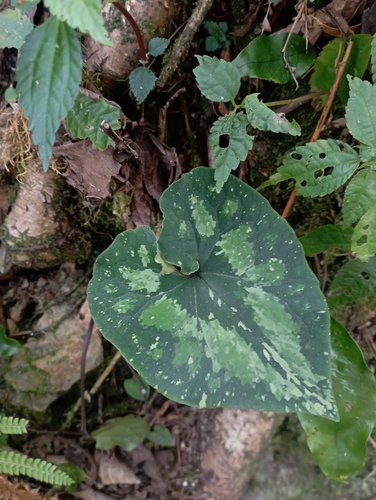 Image of Asarum Ampulliflorum (Asarum ampulliflorum) by (c) jimmy, some rights reserved (CC BY)