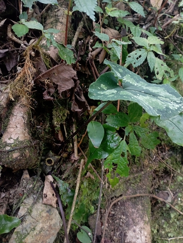 Image of Asarum Ampulliflorum (Asarum ampulliflorum) by (c) jimmy, some rights reserved (CC BY)