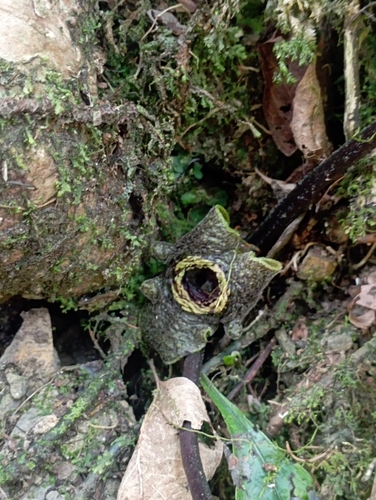 Image of Asarum Ampulliflorum (Asarum ampulliflorum) by (c) jimmy, some rights reserved (CC BY)