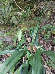 Rohdea fargesii, photograph (c) jimmy, some rights reserved (CC BY)