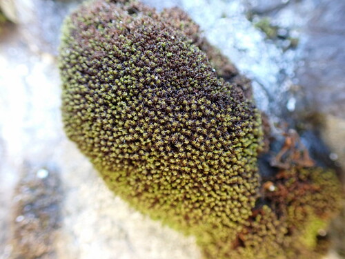 Twisted Grimmia (Grimmia torquata)