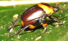 Canthon luteicollis