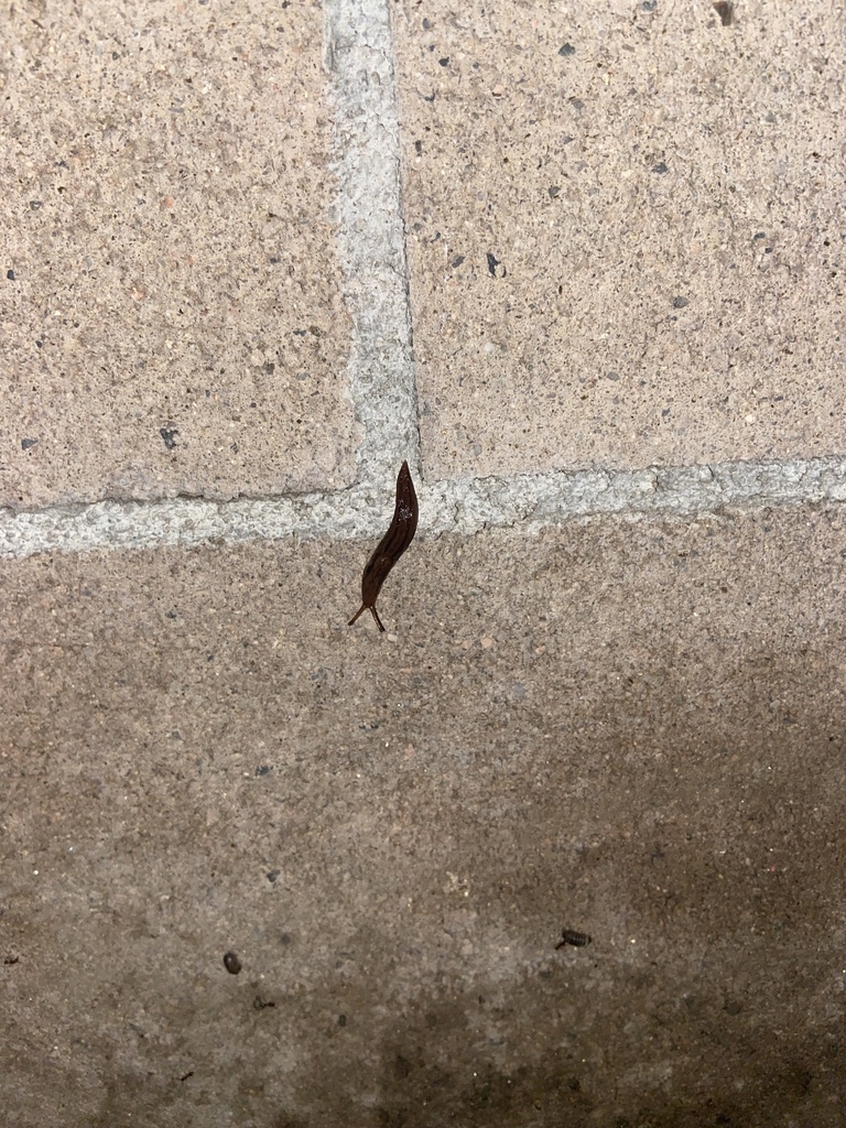 Striped Garden Slug from Allard St, Norwalk, CA, US on April 16, 2024