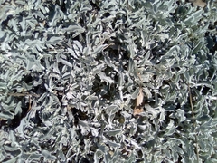 Arctotis stoechadifolia