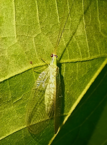 Plesiochrysa remota