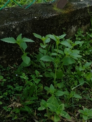 Mecardonia procumbens