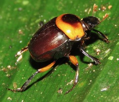 Canthon luteicollis