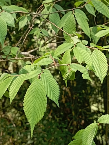 Image of Ulmus uyematsui by (c) jimmy, some rights reserved (CC BY)