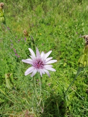 Tragopogon eriospermus