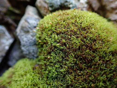 Image of Amphidium lapponicum by no rights reserved