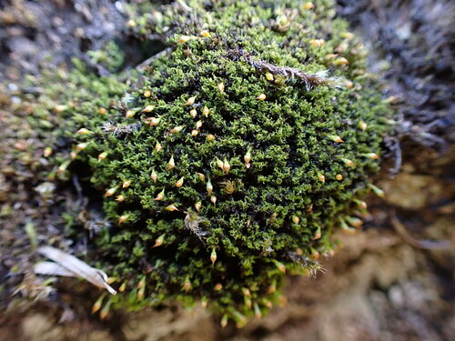 Image of Amphidium lapponicum by no rights reserved