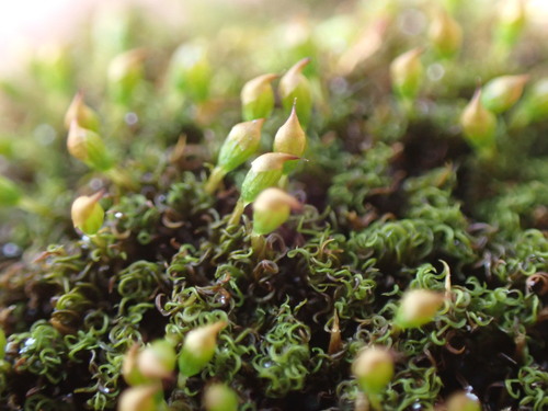 Lapland Amphidium Moss (Amphidium lapponicum)