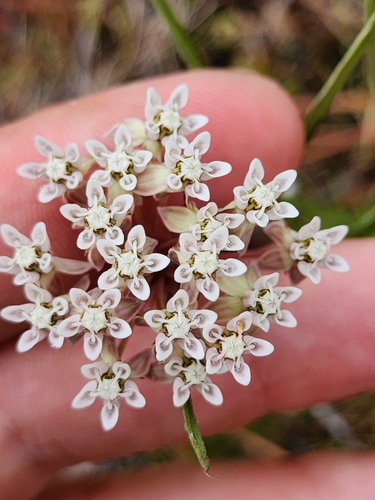 Image of Asclepias michauxii by (c) Scott Allen Davis, some rights reserved (CC BY)