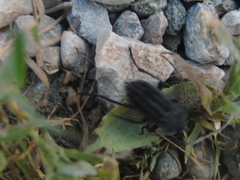 Alphasida holosericea