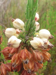 Erica grisbrookii
